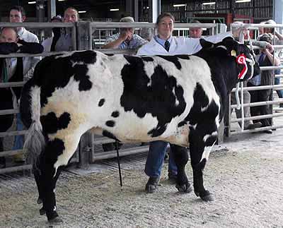 Pedigree Champion Glenrock Cupid from J Timm.JPG